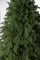 Лита Лапландська ялинка зелена 3 м Лита Лапландська ялинка зелена 3 м