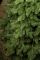 Ковалівська ялинка преміум зелена 2,3 м