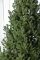 Венская ель премиум 1,5 м зеленая