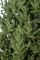 Лита Віденська ялинка зелена 2,3 м