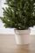 Лита Віденська ялинка в горщику Весняна 0,9 м