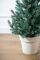 Лита Віденська ялинка в горщику 0,7 м блакитна