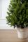 Литая Лапландская ель в горшке 1,1 м Весенняя