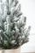 Лита Віденська ялинка в горщику 0,7 м засніжена