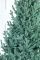Лита Віденська ялинка блакитна 1,8 м